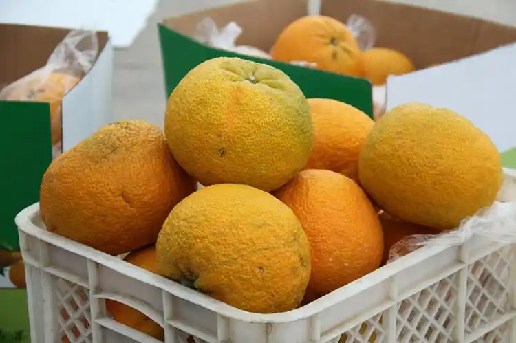 温岭高橙的粗皮大果 - 清扬 - 花果飘香