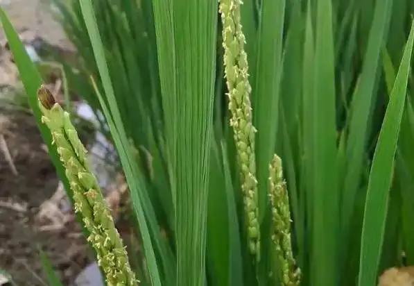 水稻颖壳褐变粒多可能是鞘腐病高效防治看这篇