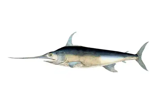 海洋动物十大游泳健将十种时速最快的海洋动物