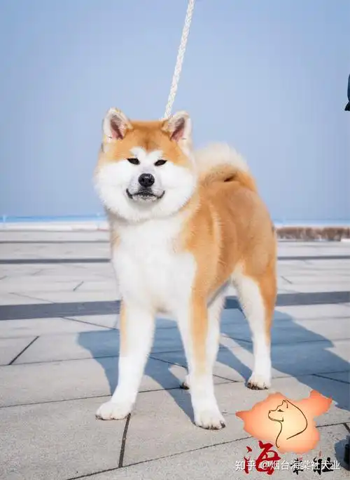 虎斑秋田还是赤色秋田更好看? - 知乎