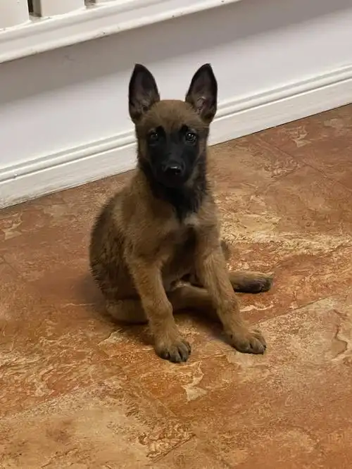 谁会拒绝一个乖乖的麻犬呢