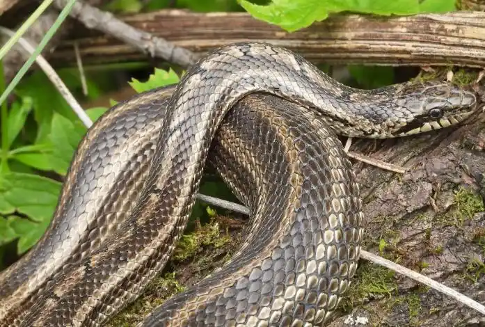 白条锦蛇毒性有多大?来这了解一下!