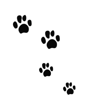 黑色小熊爪印