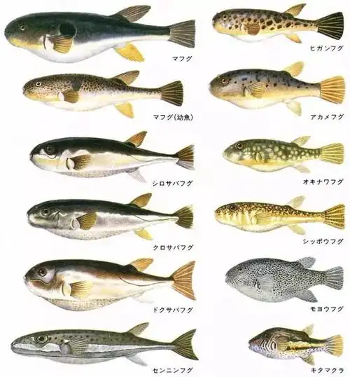 其实不同品种,不同产地,不同性别,不同季节的河豚的不同部位毒性都不