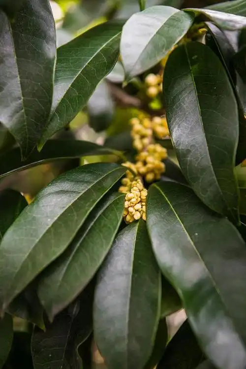 四季桂花叶子经常会干枯,如果你不知道怎么办,这篇文章有讲解