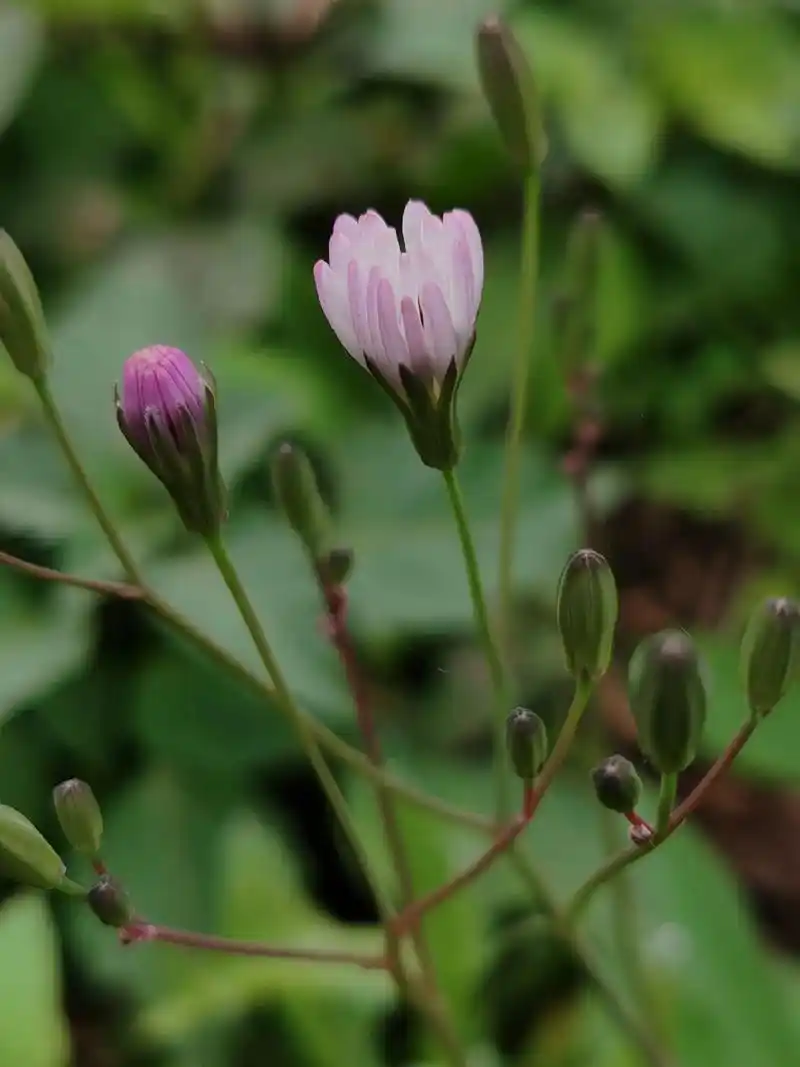《中华苦荬菜》别名:丝叶苦荬,苦荬菜,苦菜…等.菊科苦荬菜属 - 抖音