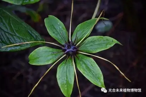 caobangensis聊起植物,小八说他最喜欢的植物是重楼属,天南星属和鬼臼