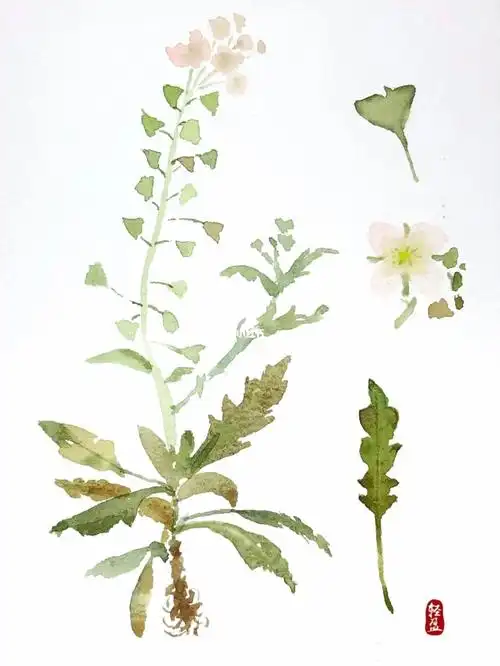 水彩百草绘荠菜4100