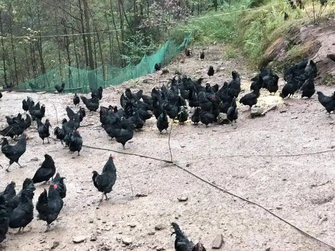 黑凤鸡 乌鸡 林下原乌鸡