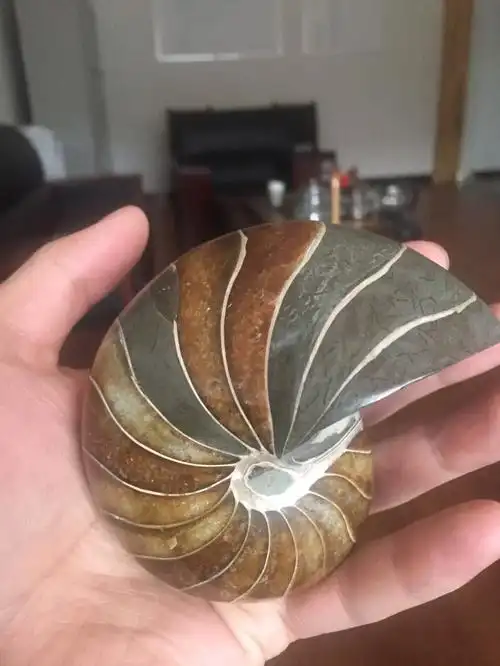 鹦鹉螺,海洋中的活化石,在海洋中已存在了4.