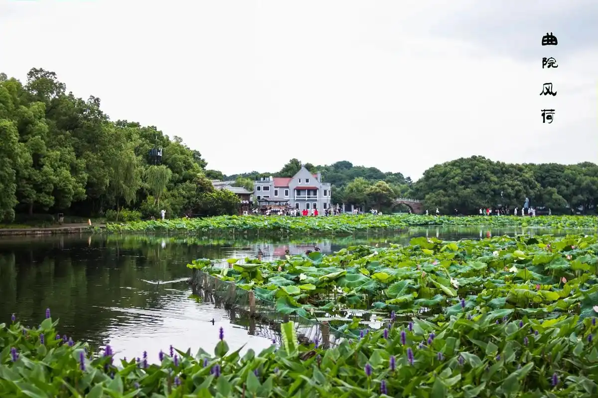 "西湖十景"之一曲院风荷与岳 - 抖音