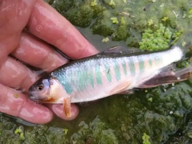 微物马口,中彩色桃花!