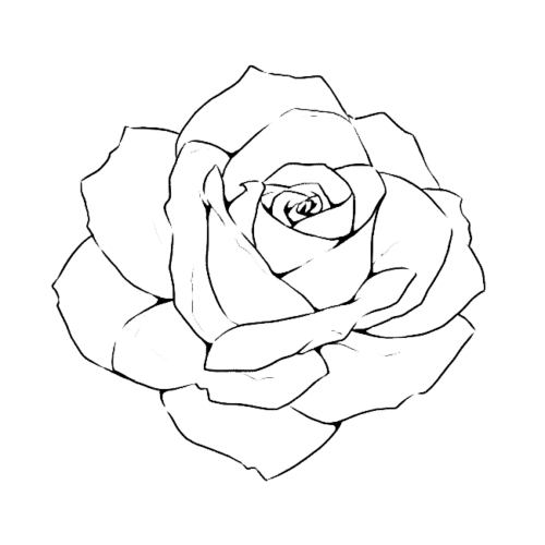 玫瑰花线条