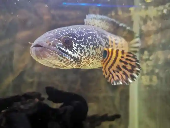 为什么眼镜蛇雷龙鱼那么喜欢跳缸啊 - 雷龙斗鱼 - cta南美水族