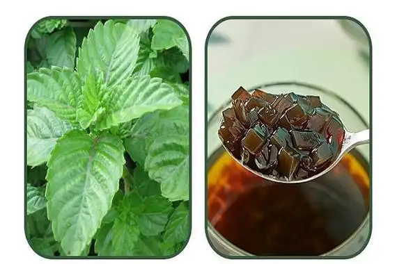 仙草的功效与作用仙草的食用禁忌图