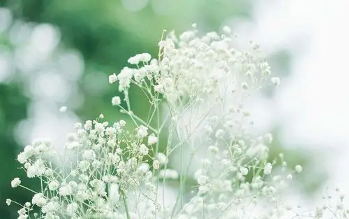 教师节送满天星的花语