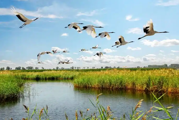 齐齐哈尔·扎龙生态旅游区@老广,这些黑龙江美景,你最钟意哪个?