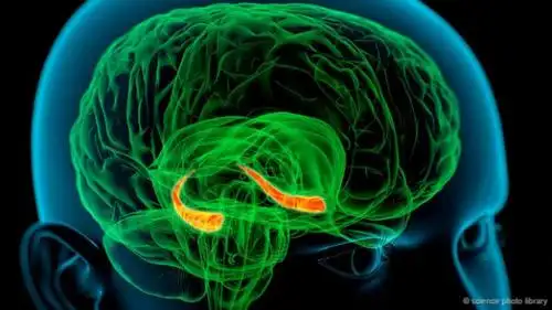 研究发现:人类记忆细胞13岁后停止再生