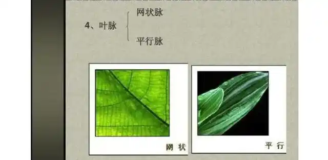 单子叶植物的叶脉