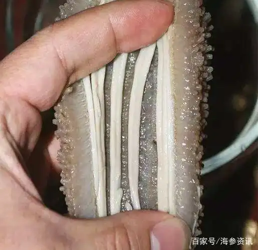 浅谈"人造海参"的那些事