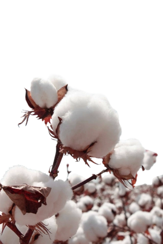 棉花
