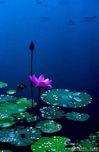 花卉摄影:一池清莲一莲心,佛心莲心心心真_莲花