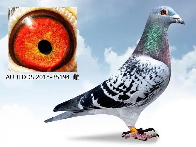 甘纳斯"年轻的肺"【已售出】