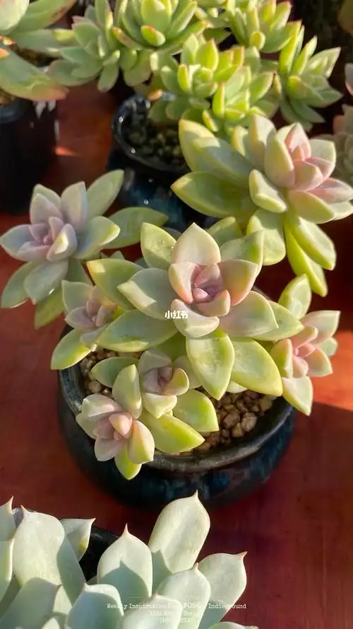 紫雾多肉服盆变美啦