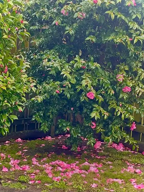 经历风雨中的花朵更艳丽