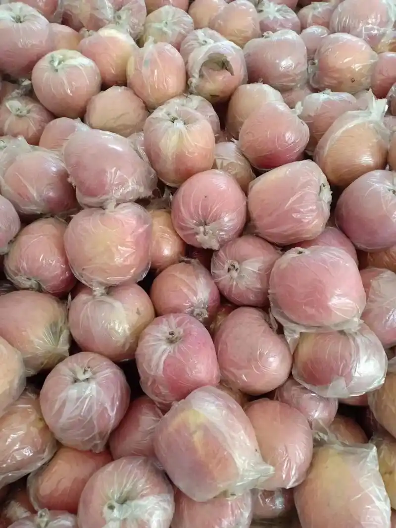 自家老人种的长枝富士苹果,一袋10斤,25元,都是75以上的 - 抖音