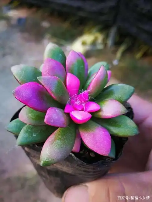 冬天多肉吹雪之松锦这样养护叶片饱满颜色漂亮