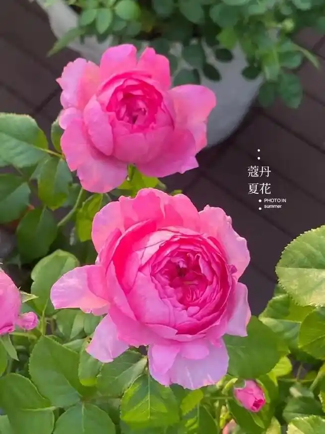 蔻丹 - 灌木月季.寇丹是由天狼月季育种者姜正之培育的一种灌 - 抖音