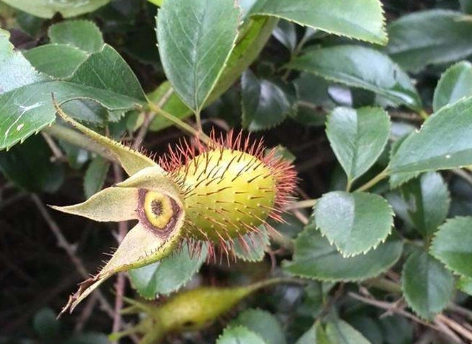 农村看到此刺果,想办法摘回家,价值珍贵,1斤卖20元