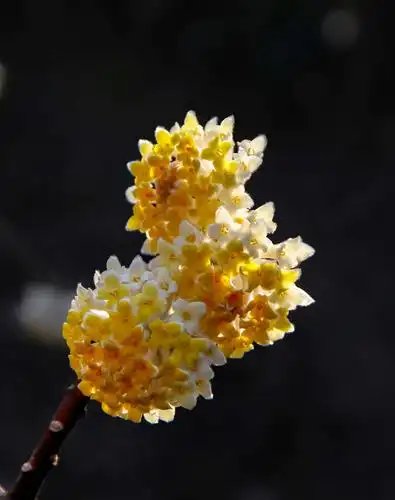 结香花开迎春来