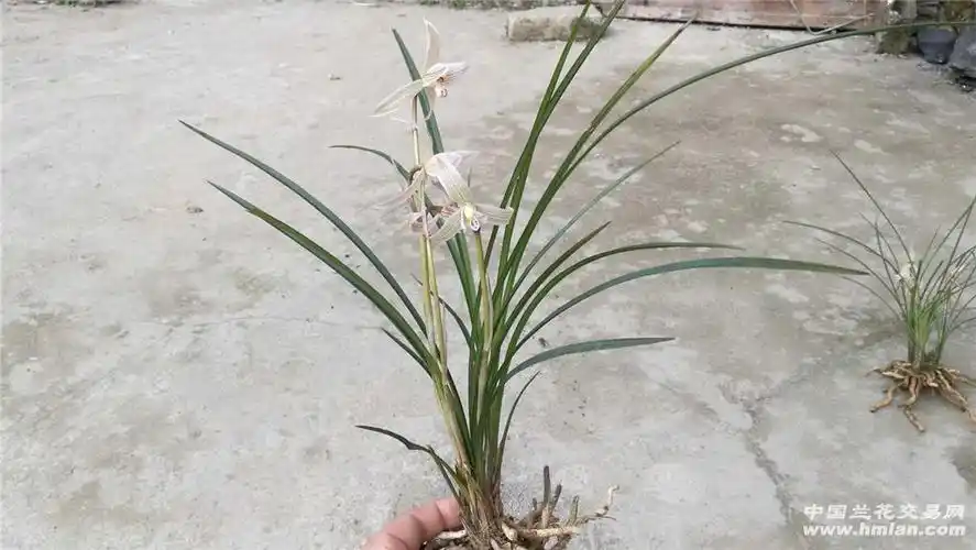 盛开中的下山莲瓣兰 - 中国兰花交易网