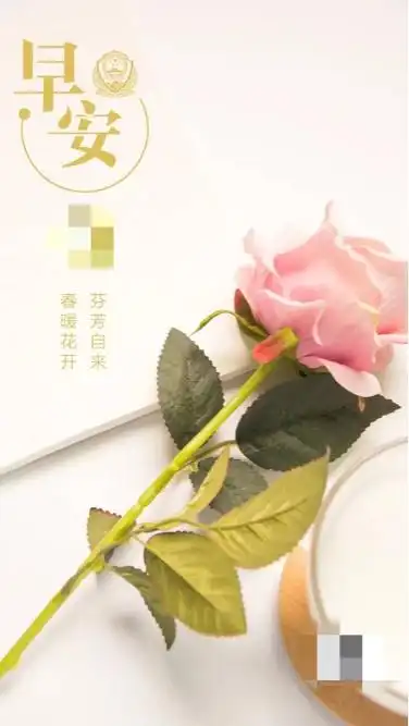 早安美是一朵鲜艳的花风度