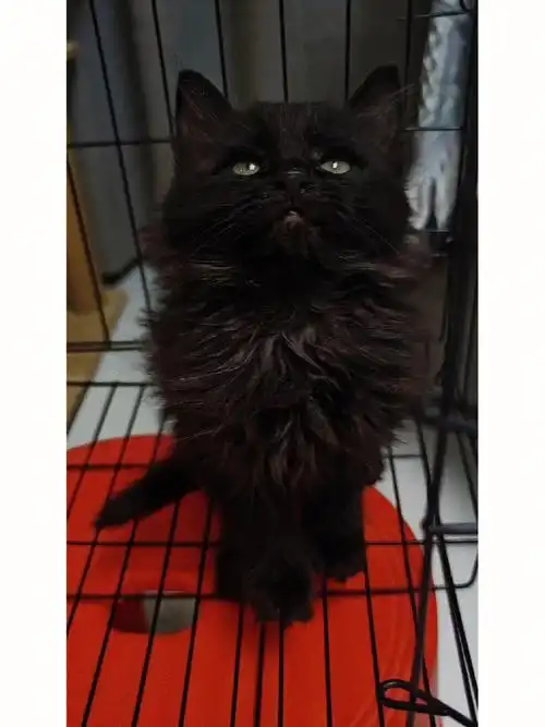 不花冤枉钱买狮猫,抢到就是赚到#狮子猫  #山东狮子猫  #狮子猫幼猫