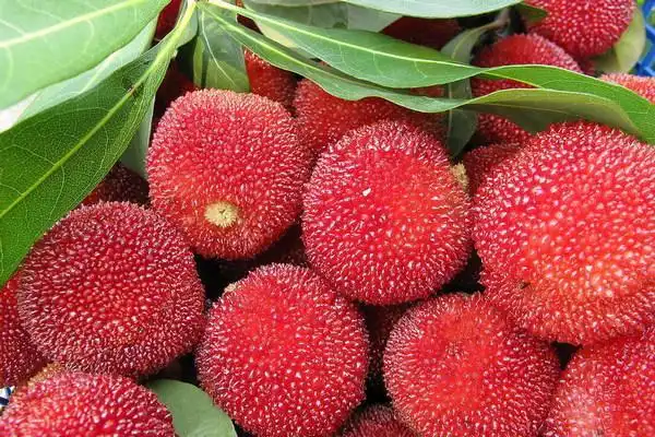 富民杨梅富民杨梅是云南省富民县特产水果,中国地理标志产品(农产品