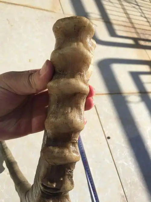 新疆岩羊角一支,可药用,也可摆设