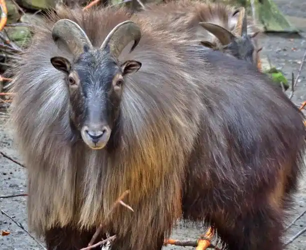 塔尔羊濒临灭绝,在我国是保护动物,却在新西兰是"有害"动物?