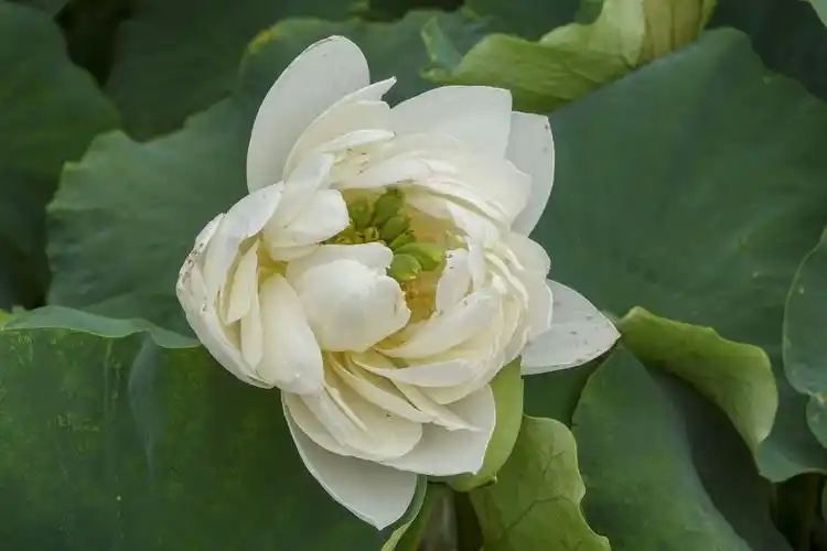 【首发】冰清玉洁白荷花(六)