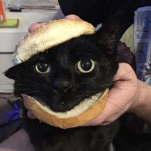 求一个可可爱爱古灵精怪的小黑猫头像