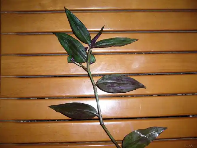 白带草.二打不死.百毒散.水竹草.吊竹梅)