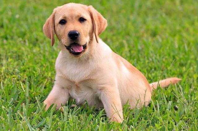 国内公认最适合家养4种中型犬金毛上榜你该如何选择