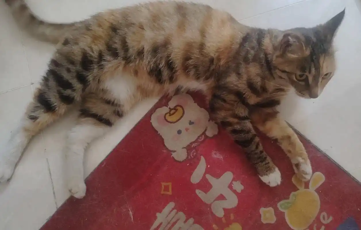 长春本地三花狸花无偿领养.