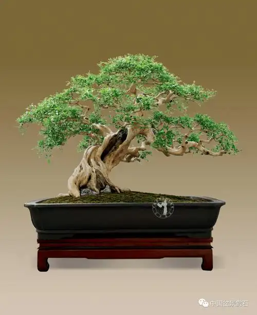 林伟栈:笃定前行路,行稳方致远_盆景_中国_作品