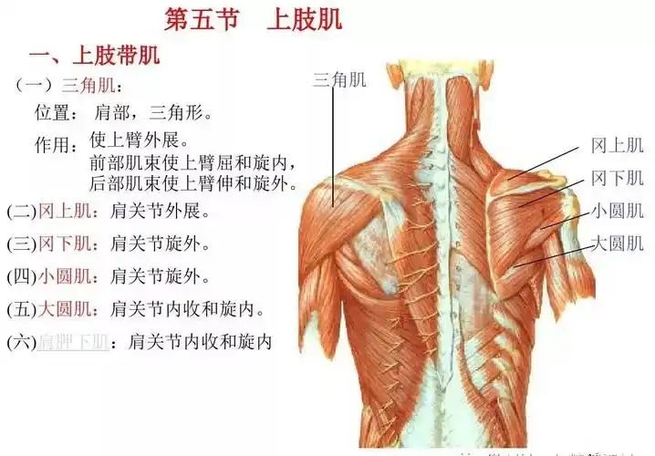 解剖学---肌肉(图文)