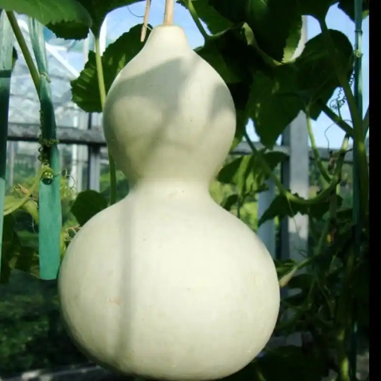 鹤首葫芦手捻葫芦种子文玩大酒巨型大葫芦种籽蔬菜种子花种子苗