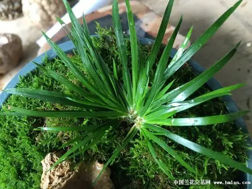 零起拍金钱菖蒲盆景4