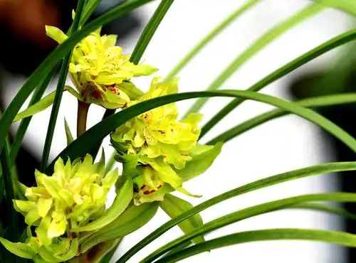 兰花上盆"三步曲",一步,两步,三步!